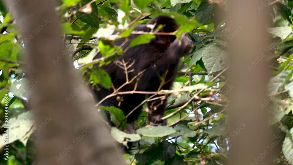 Macaco Macaco