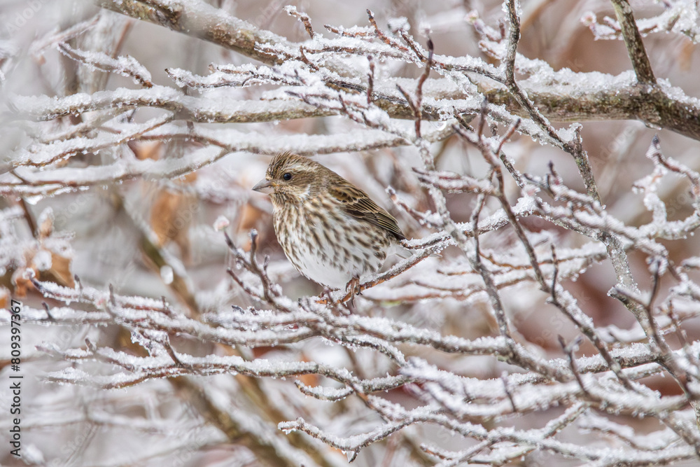 Purple Finch Purple Finch