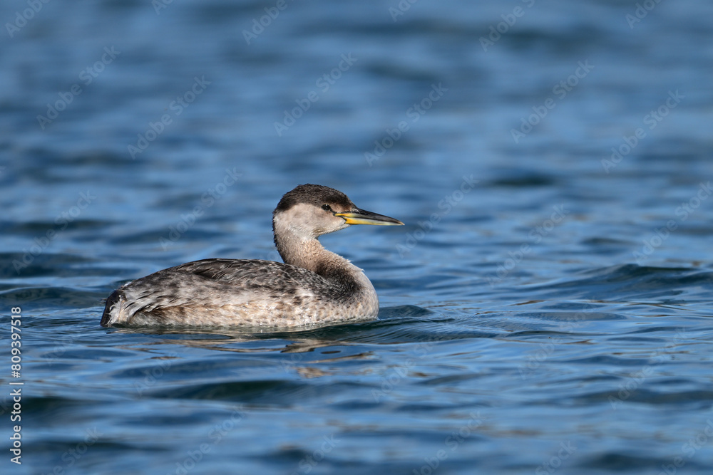 A young Red-necked Grebe duck bird floating alone on a lake A young Red-necked Grebe duck bird floating alone on a lake
