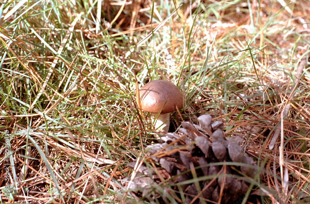 A wild edible mushroom and pine cone on the grass. Film shot scan (24×36 мм). Film: Fuji colour, ISO 200. A wild edible mushroom and pine cone on the grass. Film shot scan (24×36 мм). Film: Fuji colour, ISO 200.