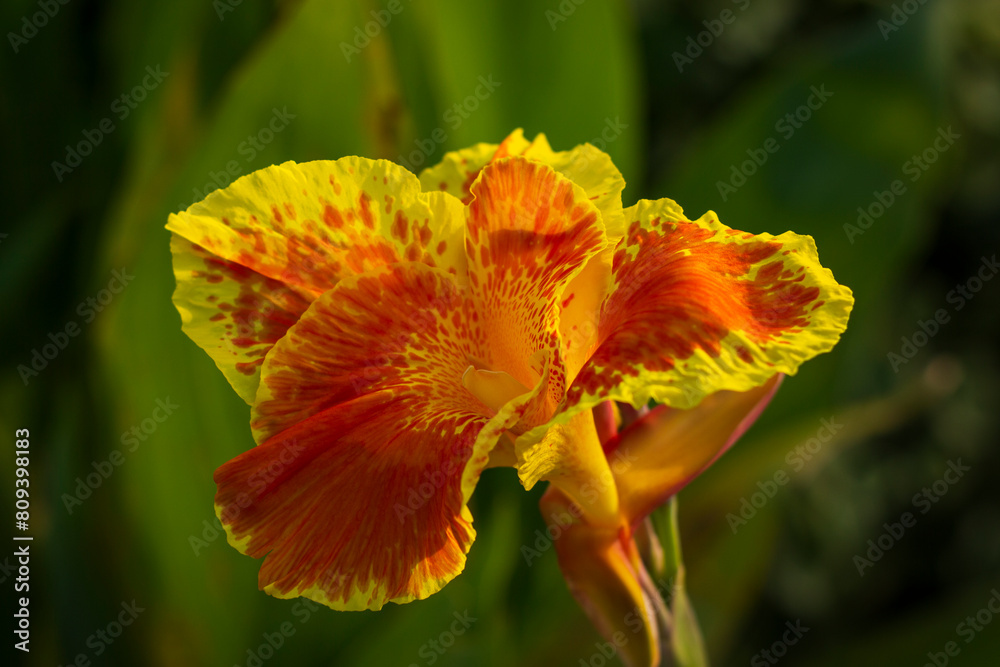 Close up of Canna 'Yellow King Humbert' Burbank flower Close up of Canna 'Yellow King Humbert' Burbank flower