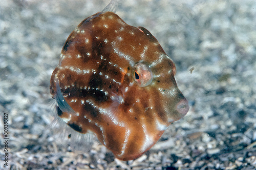 Underwater photo of mosaic leatherjacket fish. Film shot scan (24×36 мм). Film: Fuji colour, ISO 200.