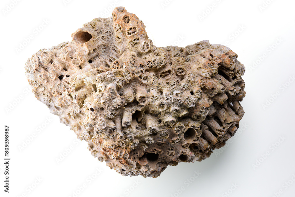 Beached coral found on tropical beach with its unique textures and designs Beached coral found on tropical beach with its unique textures and designs