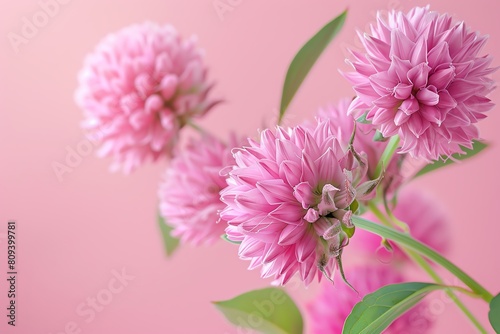 Globe Amaranth  pastel pink background  magazine cover style  soft light  straighton angle