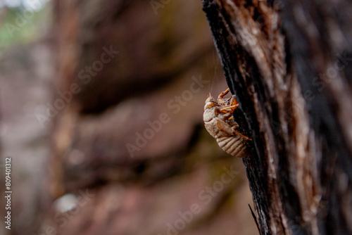 A Cicada on a tree bark, River/Canyon Area, Blue Mountains National Park, New South Wales, Australia