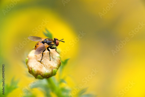 Mosca, Tachinidae (Gymnosoma rotundatum). Capo Caccia, Alghero, Sardegna. Italia photo