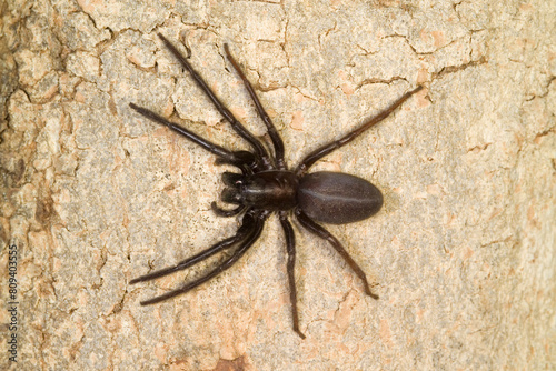 Spider, Segestria senoculata, lives under the bark of trees. Segestria florentina web spider on wood. Very dark and hairy. Bites. Capo Caccia, Alghero, Sardegna, Italia