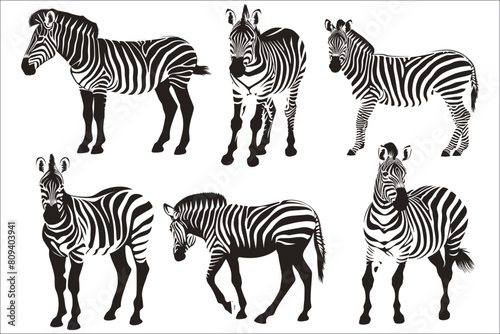 Silhouettes of Zebra, Wild African zebra silhouette, Set of zebras isolated on white background, Zebra safari silhouettes set, Zebras illustration, Zebra, Animal, Zoo, Wildlife, Silhouette, Africa