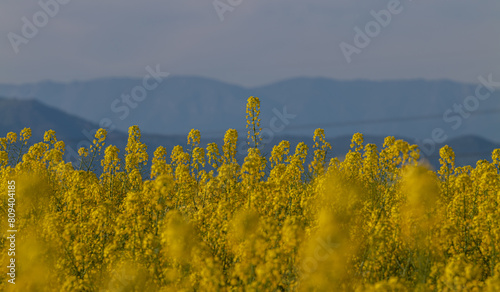 Landscape of rapeseed flowers on field. Castilla la Mancha, Spain