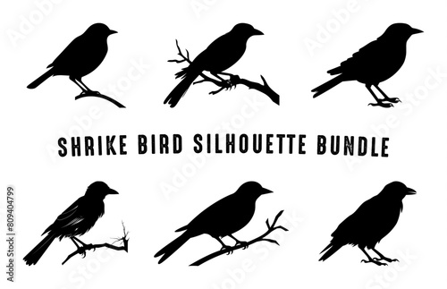 Southern grey shrike bird Silhouette vector art Set, Shrike Bird black Silhouette clipart bundle photo