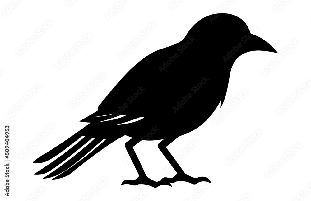 Fototapeta premium Southern grey shrike bird Silhouette Vector art, A Shrike Bird black Silhouette Clipart