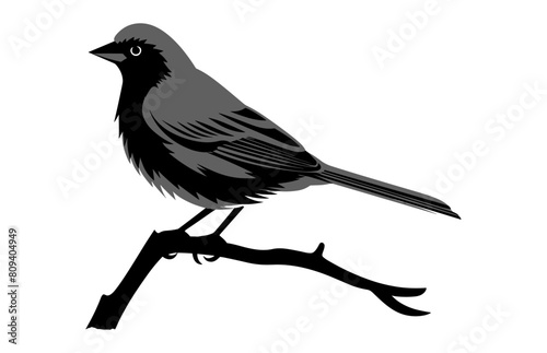 Southern grey shrike bird Silhouette Vector, A Shrike Bird black Silhouette Clip art © Gfx Expert Team