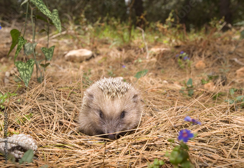 hedgehog in the garden  Hedgehog or Porcupine  Erinaceus europaeus . Alghero. Sassari. Sardinia. Italy