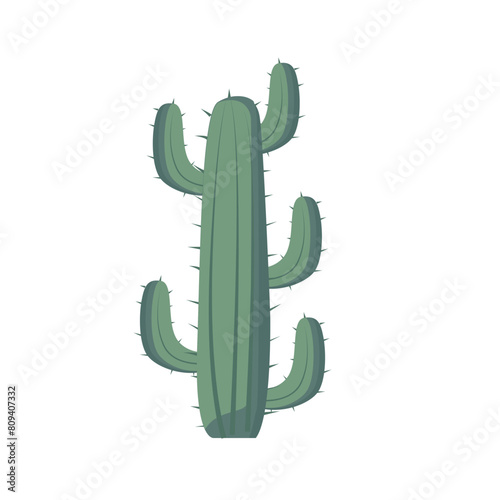 Cartoon cactus vector illustration, green cacti or kaktus isolated, flat design style image