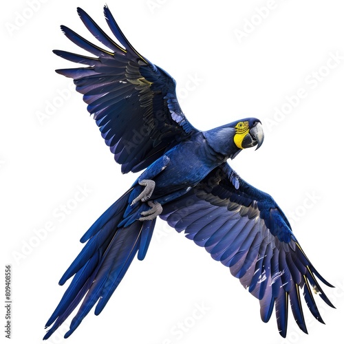 Hyacinth Macaw soaring majestically through the clear blue skies above an expansive savanna isolated on white background 