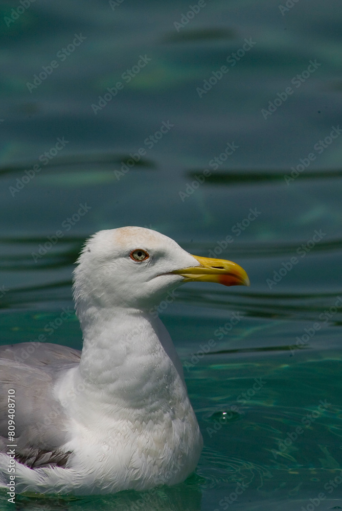 swimming seagull, Mediterranean Herring Gull, Larus cachinnans, Alghero, Porto Conte, Sassari, Sardinia, Italy. swimming seagull, Mediterranean Herring Gull, Larus cachinnans, Alghero, Porto Conte, Sassari, Sardinia, Italy.