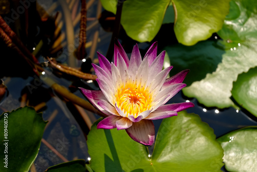 Top view Lotus Flower in pond.