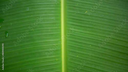 Green banana leaf texture for background. 