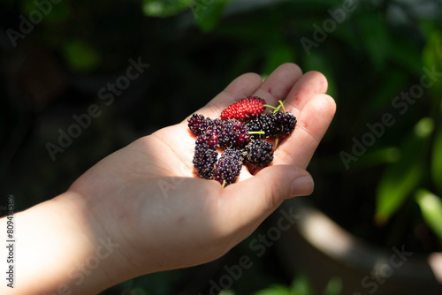 Hand holding blackberry and red mulberry on the garden background.