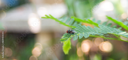 Fly on a leaf in the garden (Selective focus on the fly)