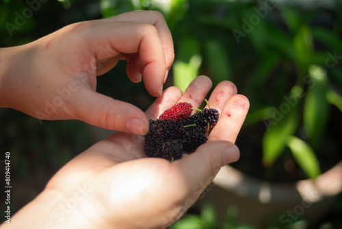 Hand holding blackberry and red mulberry on the garden background.