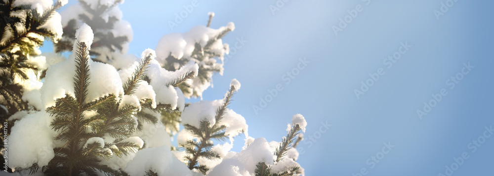 Christmas tree covered snow and ice crystals,  abstract New Year background. Beauty in nature. Copy space. Banner