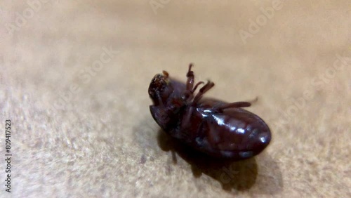 Alphitobius beetle on white tile floor. Alphitobius is a genus of dark beetles in the family Tenebrionidae. photo