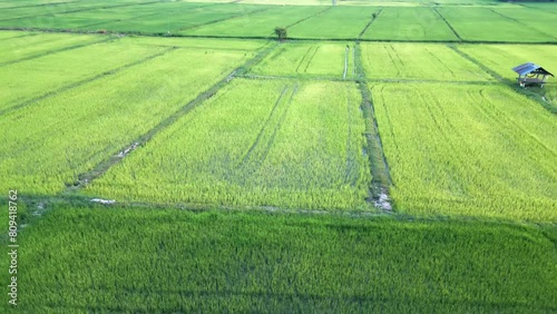 Rice fields, mountains of Thailand, Chingmai photo