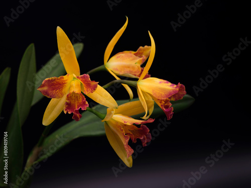 red and yellow orchid on black background