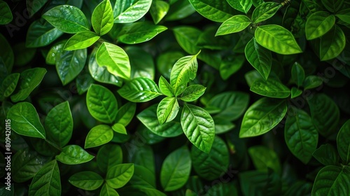 Lively Green Foliage Gleaming photo