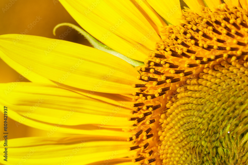 Blooming yellow sunflower