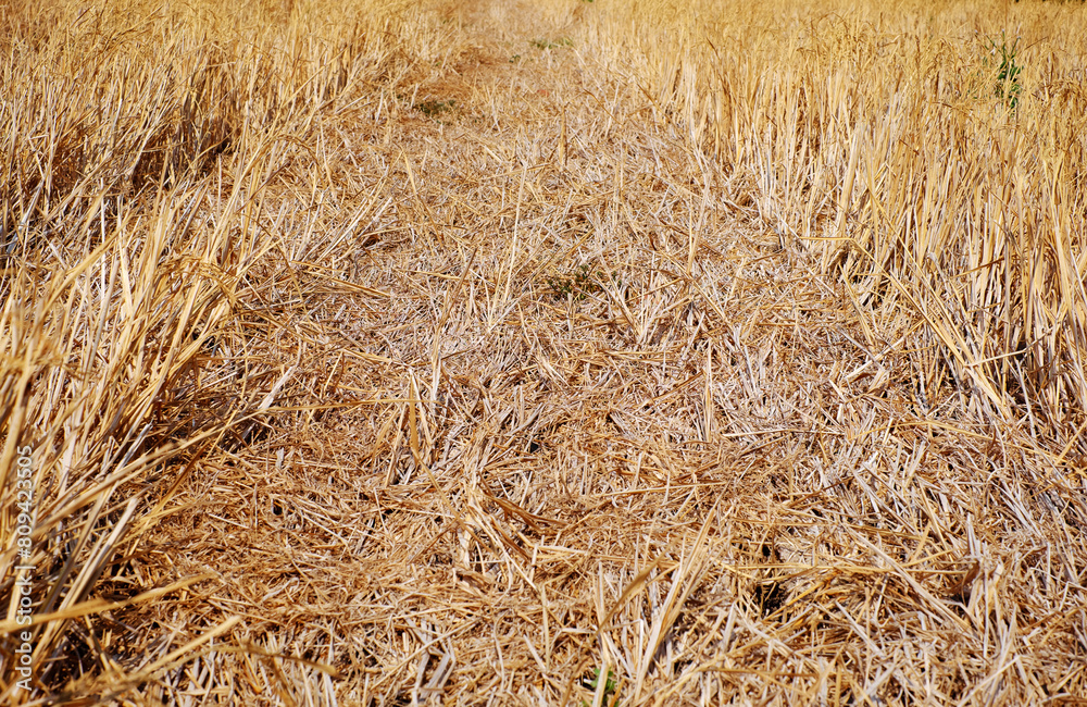 Fototapeta premium Dried rice field in hot season, climate change by global warming can make food crisis from long heat summer by weather, Mekong Delta, Viet Nam