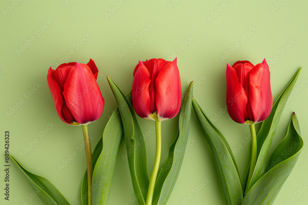 three red tulips are shown on a green background three red tulips are shown on a green background