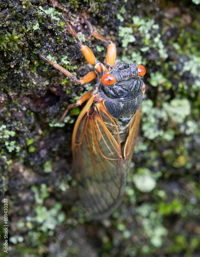 Cicada on Tree