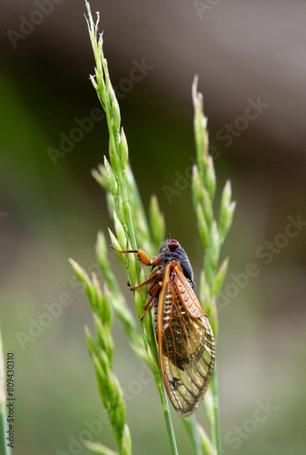 Cicada on Grass
