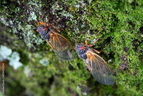 Two Cicadas