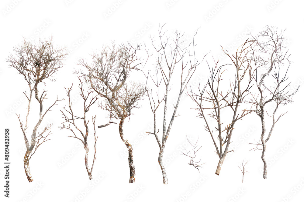 A mesmerizing collection of isolated trees, their snow-laden branches reaching towards the heavens, captured against a backdrop of pristine white., realistic photos on a white background A mesmerizing collection of isolated trees, their snow-laden branches reaching towards the heavens, captured against a backdrop of pristine white., realistic photos on a white background