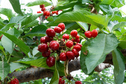 Branch of ripe cherries on a tree in a garden © zhikun sun