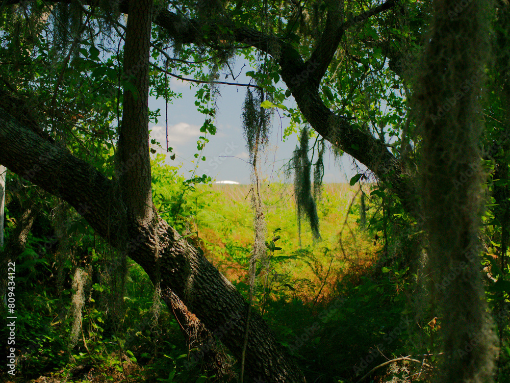 Fototapeta premium View framed by trees Boyd Hill Nature Preserve Near Lake Maggiore. Towards white dome baseball in downtown St Petersburg Florida.Green Underbrush Swamp lands and Pine Flatwoods.Sunny day with blue sky