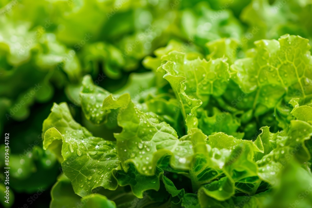 Hydroponic lettuce varieties thriving in a greenhouse, offering crisp and fresh salad greens with minimal environmental footprint. Hydroponic lettuce varieties thriving in a greenhouse, offering crisp and fresh salad greens with minimal environmental footprint.