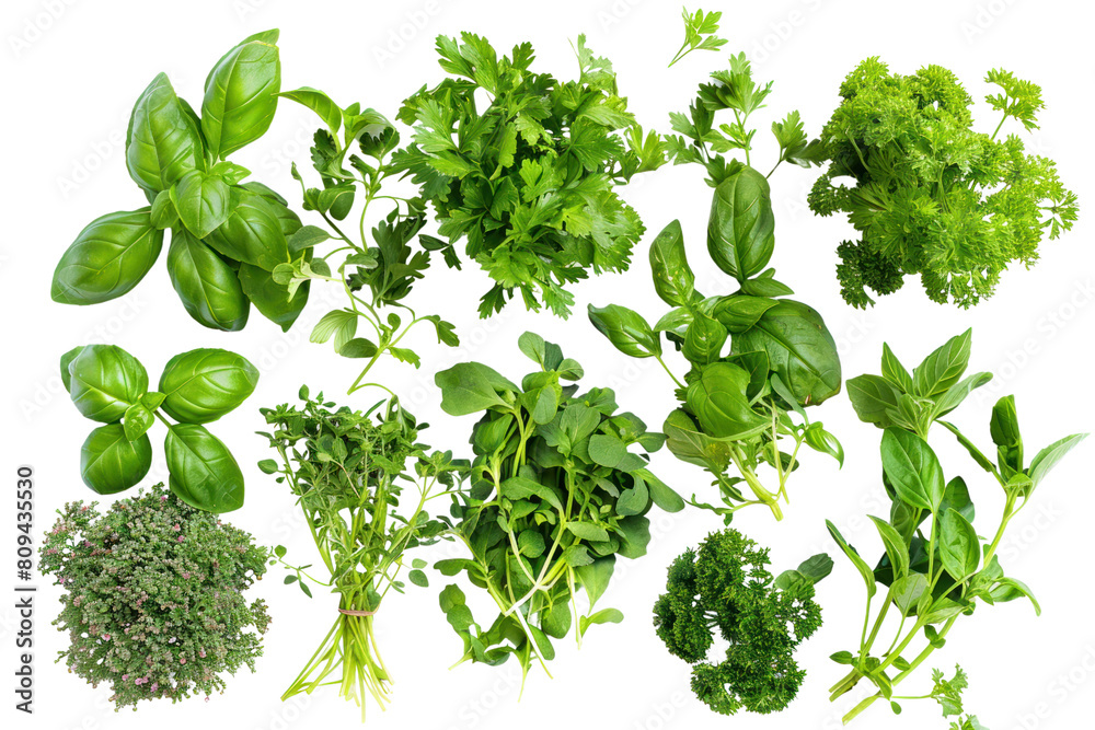 A photo of fresh green herbs, such as basil, parsley, and cilantro, arranged in small bunches on a white background. ., realistic photos on a white background A photo of fresh green herbs, such as basil, parsley, and cilantro, arranged in small bunches on a white background. ., realistic photos on a white background