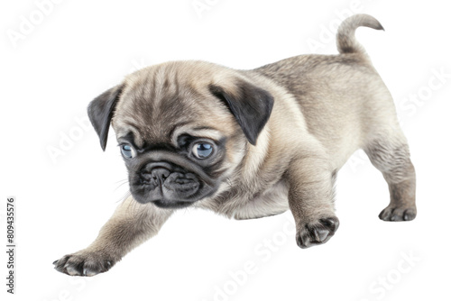 A playful Pug puppy with wrinkles on its face and a curled tail  chasing after its own tail in circles. .  realistic photos on a white background