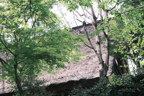 茅葺き屋根と新緑 photo