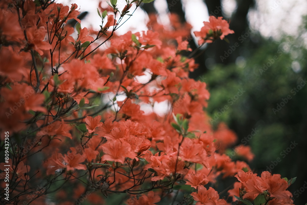 つづじの花 つづじの花