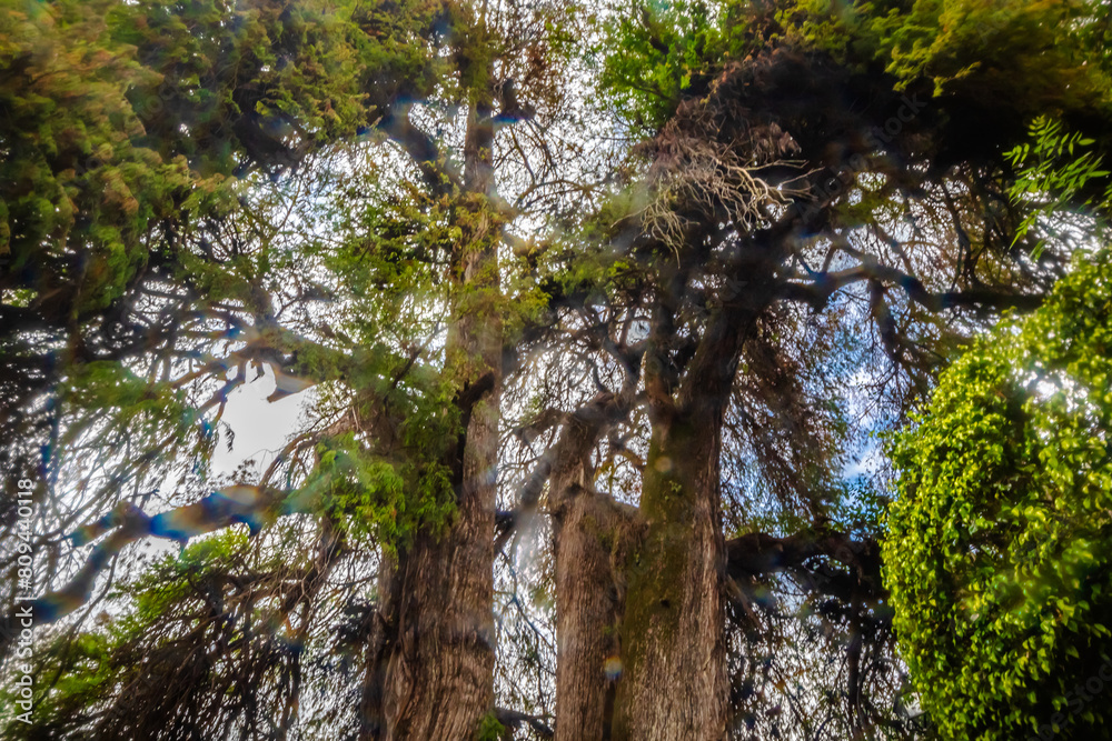 Public park with huge and old tree, ahuehuete de valle de bravo state of mexico Public park with huge and old tree, ahuehuete de valle de bravo state of mexico