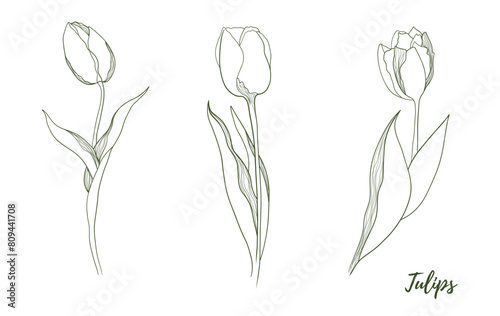 Vector tulip flower with stem and floral line art illustration, graphic line art tulip. Elegant line botanical illustration. Great for any designs, textile, art, walls, package