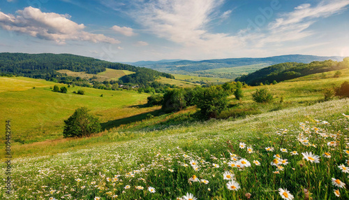 Firefly Beautiful spring and summer natural panoramic pastoral landscape with blooming field of dais  © Bounpaseuth