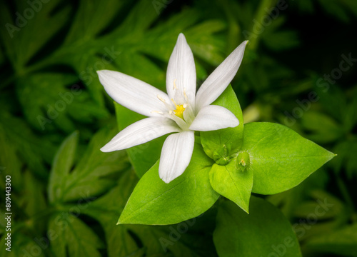 Close-up image with the Star of Bethlehem flower , natural green background and shalow depth of field.