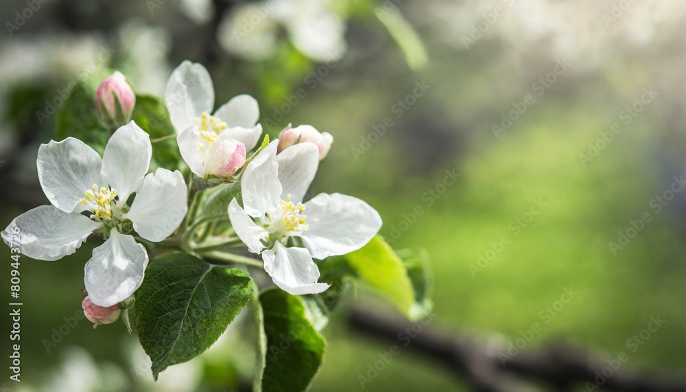 Beautiful spring natural background with apple tree flowers close-up Beautiful spring natural background with apple tree flowers close-up