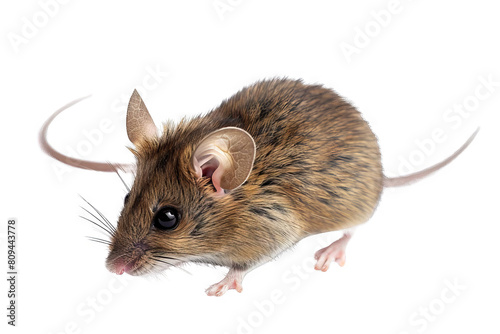 Cute brown and white mouse isolated on transparent background